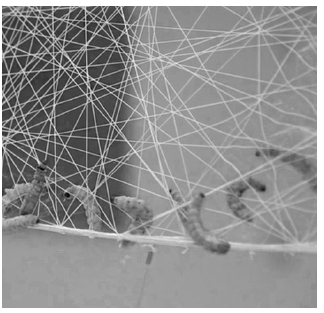 Figure 11b Figure 11b